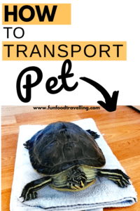 pet transport service
