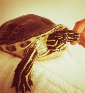 pet transport service moing turtle to another country