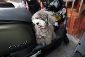 dog transport