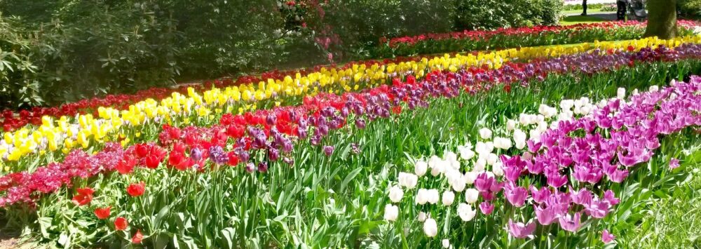 tulip-garden-netherlands