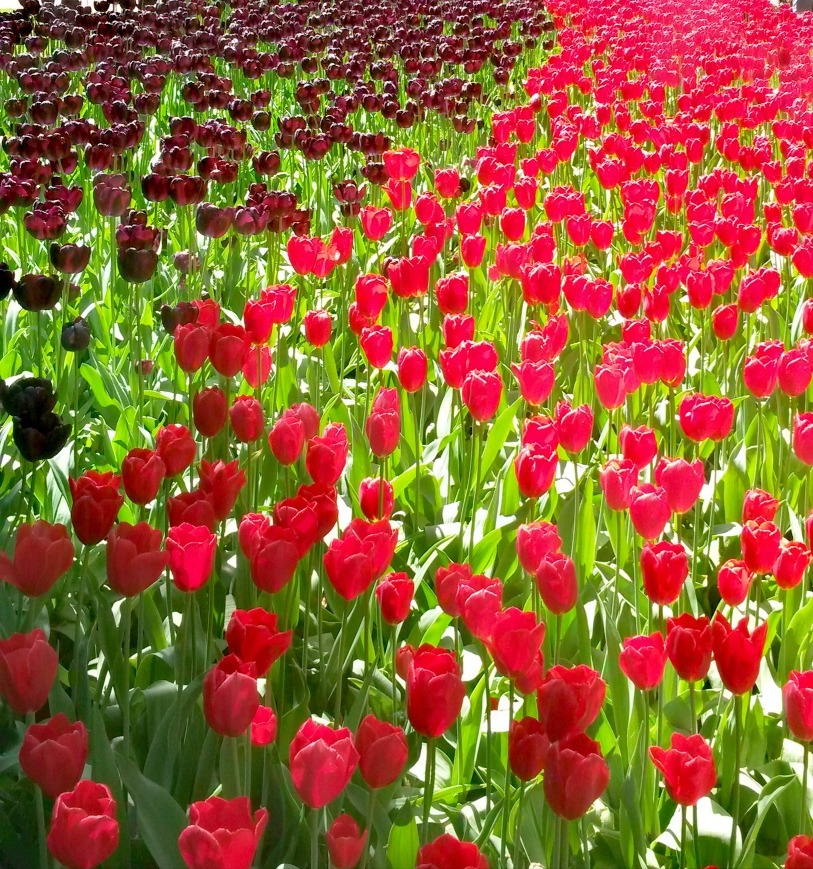 tulip-garden-netherlands