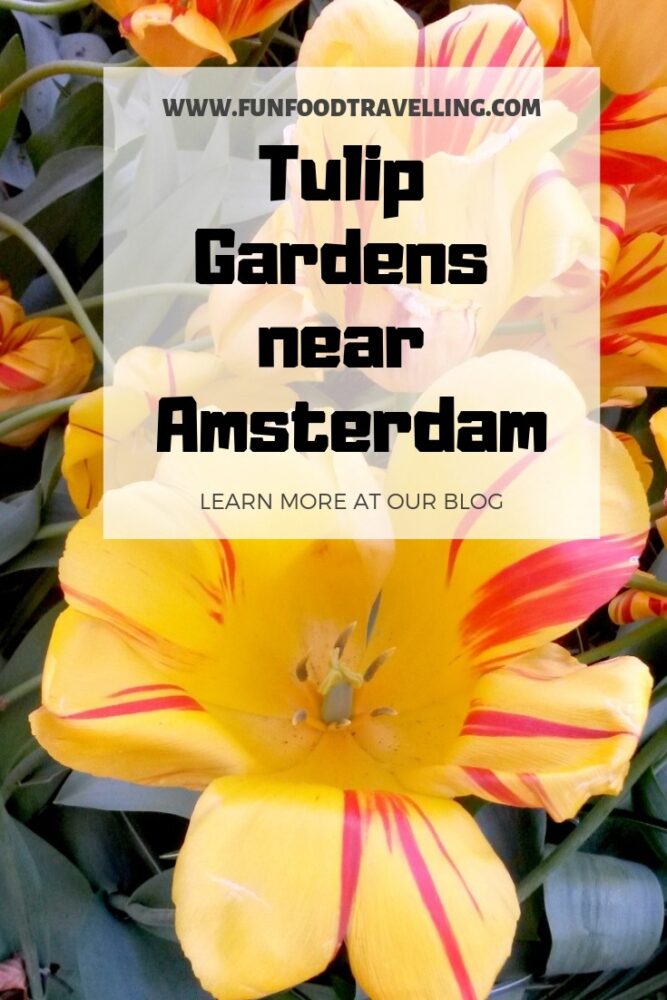 Tulip Gardens