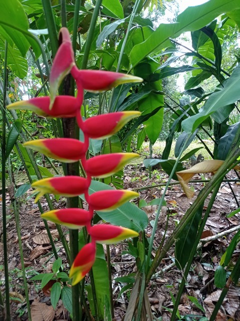 Backpacking-Borneo