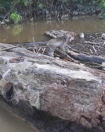 visitar-borneo