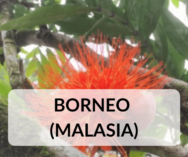 borneo-malasia