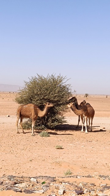 Estafas en marruecos