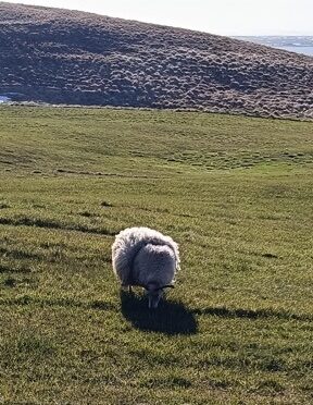 Qué Comer en Islandia