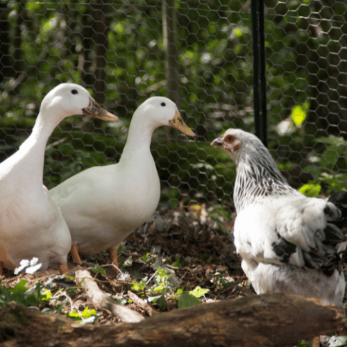 balut-en-filipinas